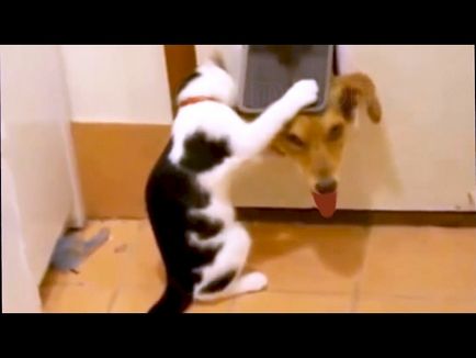 Bătălii amuzante ale pisicilor și câinilor