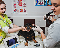 Ветеринарна ендоскопія тварин в мережі ветеринарних клінік - свій доктор