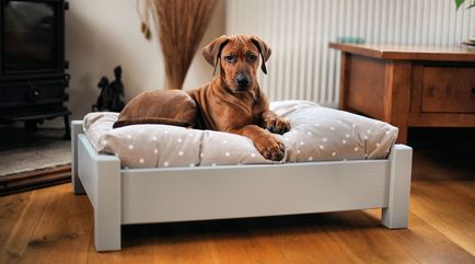 Вибір місця для відпочинку та харчування собаки - догляд за тваринами - статті про тварин - догсіб - сайт про