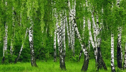 Види і різновиди дерев - сайт про дерева