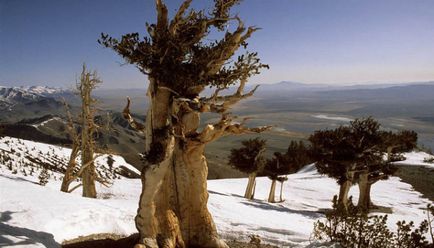 Tipuri și specii de copaci - un sit despre copaci