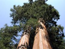 Tipuri și specii de copaci - un sit despre copaci