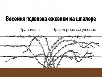 Вирощування ожини і особливості догляду за нею