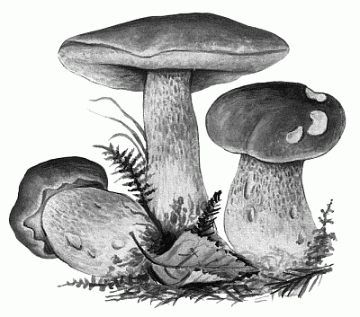 Вирощування грибів - сморчки - книги «»