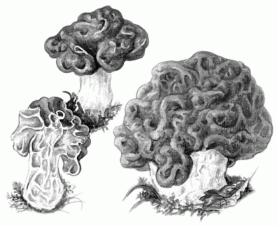 Вирощування грибів - сморчки - книги «»