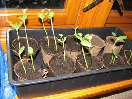 Cultivarea varza de salcâm la sol deschis, caracteristici de îngrijire, dachasadovoda
