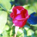 Вирощування троянди - троянда - прекрасна цариця квітів