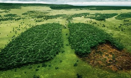 Defrișarea pădurii tropicale