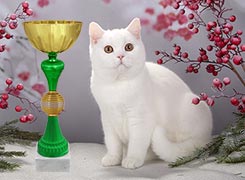 Cat prezinta pisica de pisica club moscow 2016 g pisici si pisoi de rase diferite, pisoi de vanzare