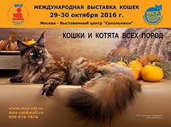 Cat Mutatja a klub a szurkolók macskák Moszkva 2016 macskák és kiscicák különböző fajták, cicák eladó