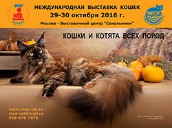 Виставки кішок клубу любителів кішок москва 2016 р кішки і кошенята різних порід, продаж кошенят