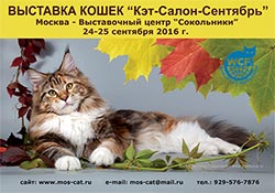 Cat prezinta pisica de pisica club moscow 2016 g pisici si pisoi de rase diferite, pisoi de vanzare