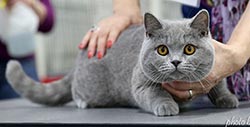 Виставки кішок клубу любителів кішок москва 2016 р кішки і кошенята різних порід, продаж кошенят