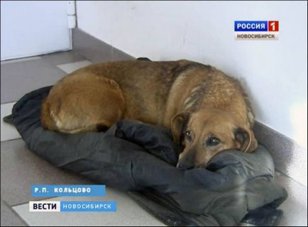 В Кольцово віддана собака майже рік чекала в лікарні помер господаря