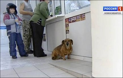 În ring, un câine credincios a așteptat aproape un an în spitalul gazdei decedate