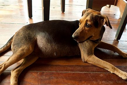 Внезапно подуване на корема при кучета (преплитане на червата на стомаха) -  05 май 2018 г. - здраво куче