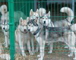 În Penza, proprietarii de câini de sanie se vor întâlni