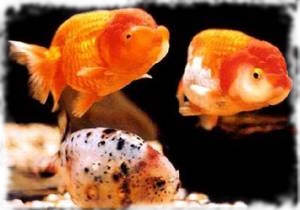 Totul despre goldfish pentru acvariu