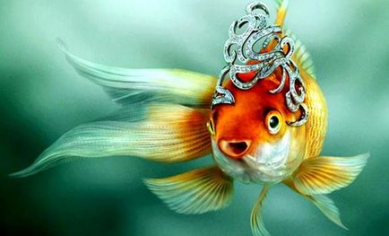 Totul despre goldfish pentru acvariu