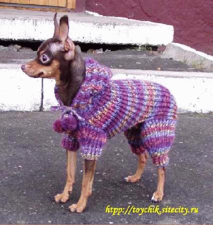 Tricotat cu capotă pentru un câine
