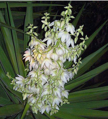 Yucca acasă