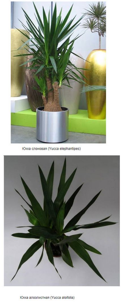 Yucca acasă