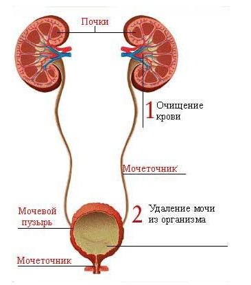 Afecțiuni renale și vezică, vedere asupra medicinei orientale