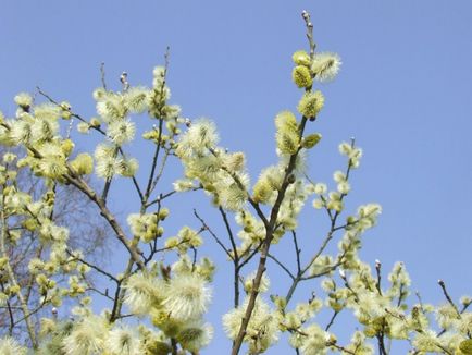 Огорожа з верби своїми руками