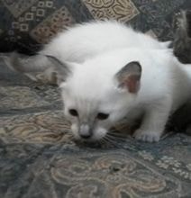 De ce pieptene pisica, grija pentru blana pisicilor - totul despre pisici si pisici cu dragoste