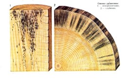 Protecția structurilor din lemn de recomandările de dezintegrare și ciuperci
