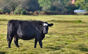 Uverturnul uterin la vaci, tratamentul torsiunii (răsucirii) uterului la o vacă