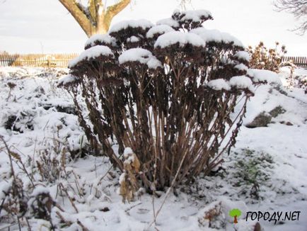 Hare varză sau floare