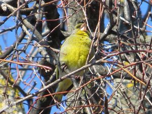Greenfinch vulgaris (Greenfinch) közös Greenfinch