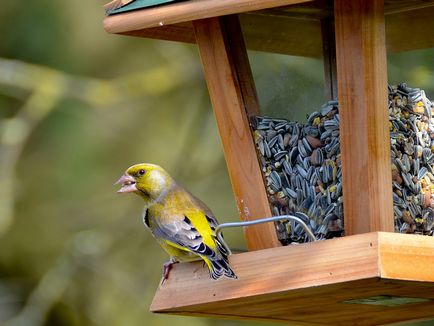 Greenfinch madármegfigyelési leírást és fotókat, feltételeit a szaporodás és az élőhelyek