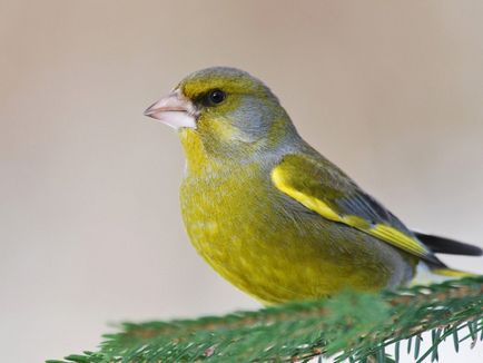 Зеленушка звичайна опис птиці і фото, умови розмноження і середовище проживання
