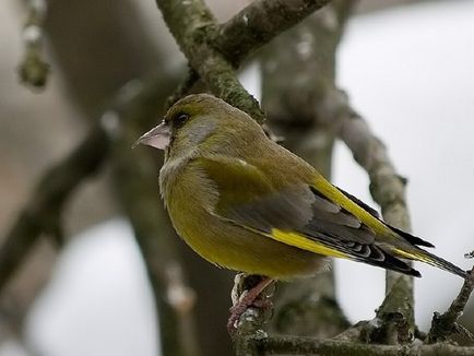 Зеленушка звичайна опис птиці і фото, умови розмноження і середовище проживання