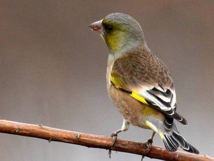 Zelenushka Descrierea obișnuită a păsărilor și a fotografiilor, a condițiilor de reproducere și a habitatului