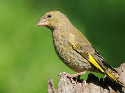 Greenfinch madármegfigyelési leírást és fotókat, feltételeit a szaporodás és az élőhelyek