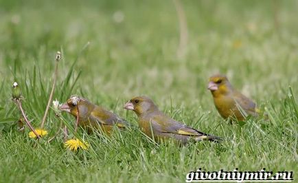 Greenfinch madár