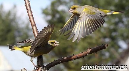 Greenfinch madár