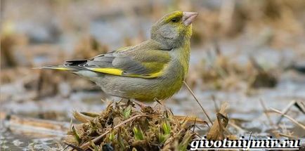 Greenfinch madár