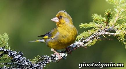 Greenfinch madár