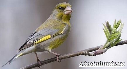 Greenfinch madár