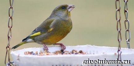 Greenfinch madár