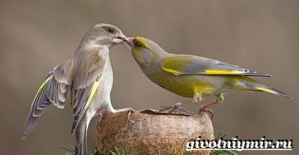 Greenfinch madár