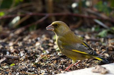 Greenfinch, Greenfinch (chloris chloris) kép, a élőhely színező irányfelület Greenfinch (Greenfinch) Greenfinch, zöldike (chloris chloris) fotók terület élőhely tollazat Greenfinch