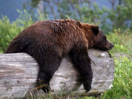 Állatok alkoholizmus, a drogfüggőség, az állati-top 10 forró téma