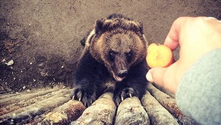 Complexul zoo de trei urși 1