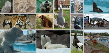 Zoo în Izhevsk fotografie, program, recenzii