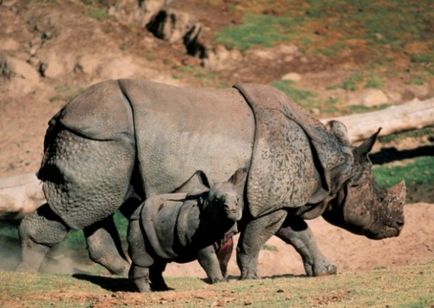 10 Цікавих фактів про носорогів - цікаві факти